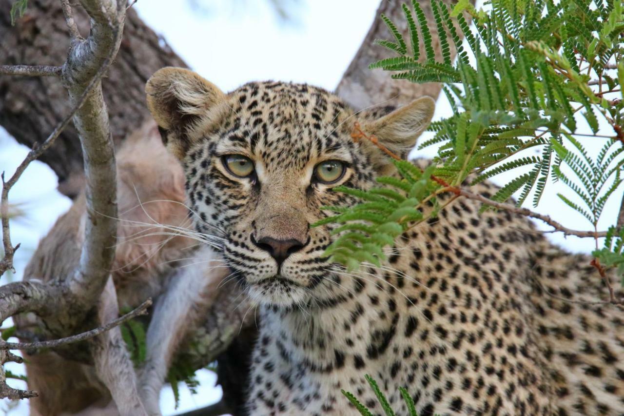Parsons Hilltop Safari Camp Balule Game Reserve Zewnętrze zdjęcie